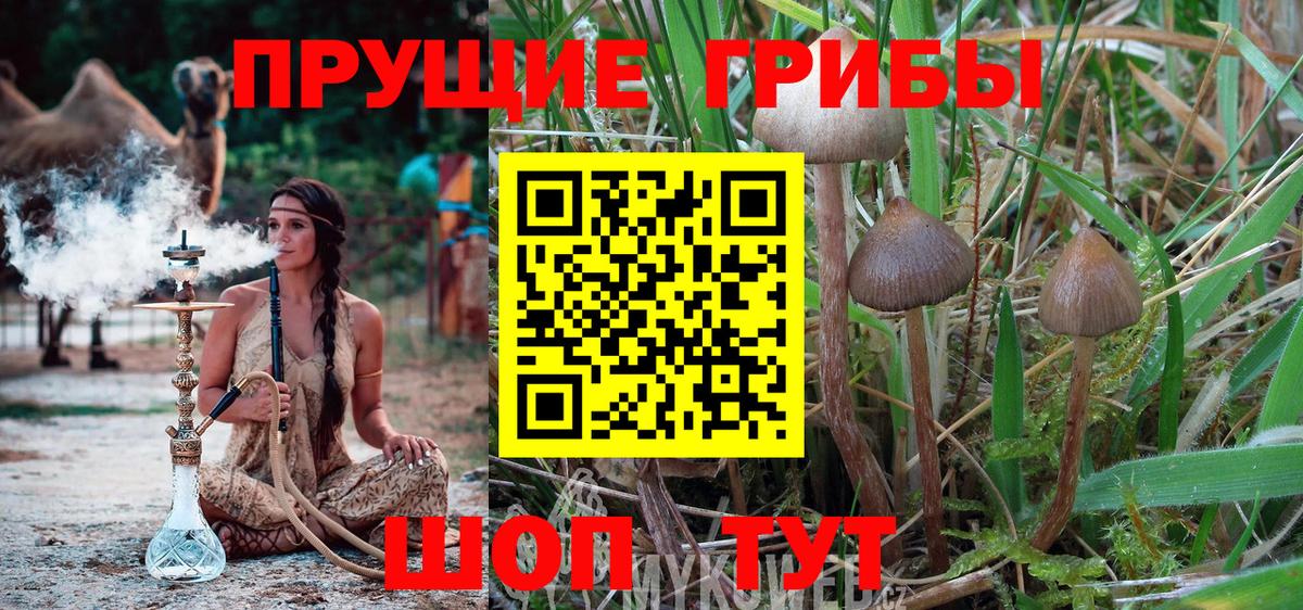 Нижний Новгород  Псилоцибиновые грибы GOLDEN TEACHER  Вход с VPN  Псилоцибиновые грибы прущие грибы 